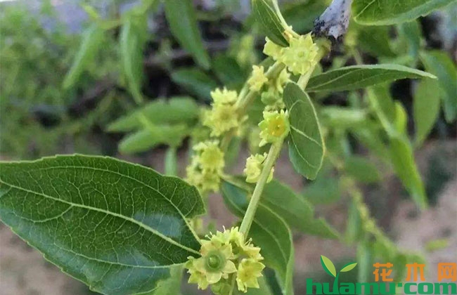 枣树花期用什么药能有效提高坐果率? 枣树花期用什么药能有效提高坐果率?