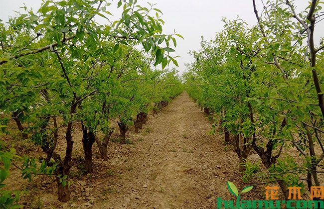 枣树花期用什么药能有效提高坐果率? 枣树花期用什么药能有效提高坐果率?
