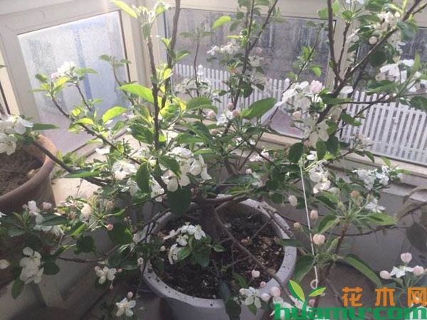 苹果树盆栽