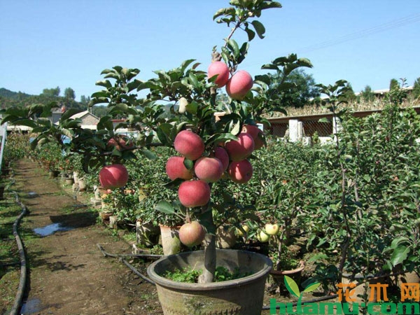 盆栽苹果树