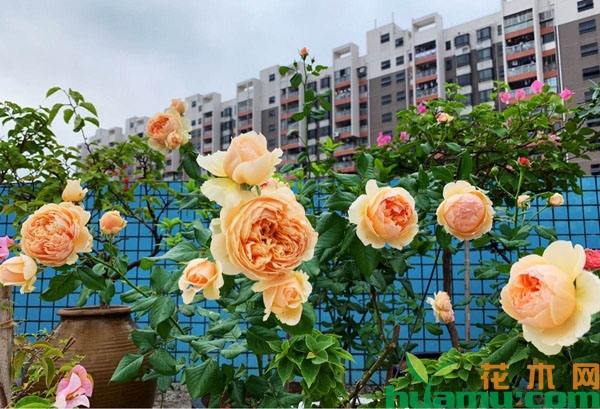 月季真宙和朱丽叶有什么区别？