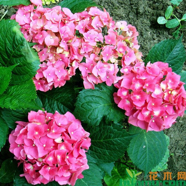 绣球花