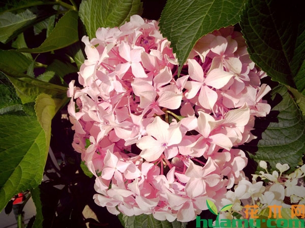 粉色绣球花