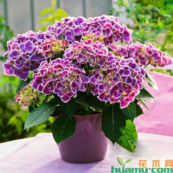 盆栽绣球花怎么养