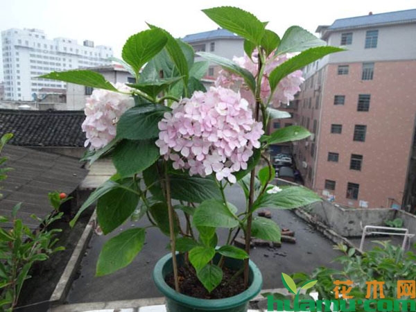 阳台上的绣球