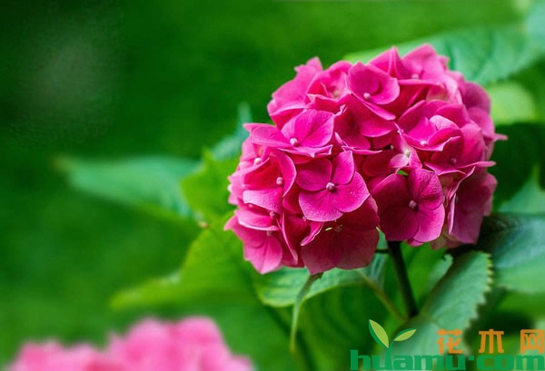 绣球花