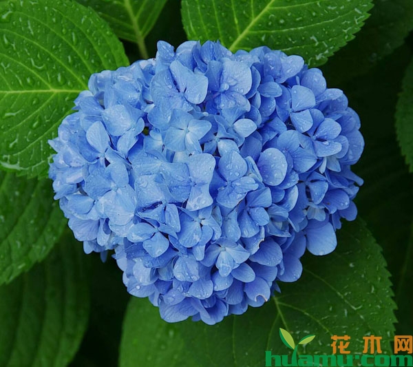 绣球花