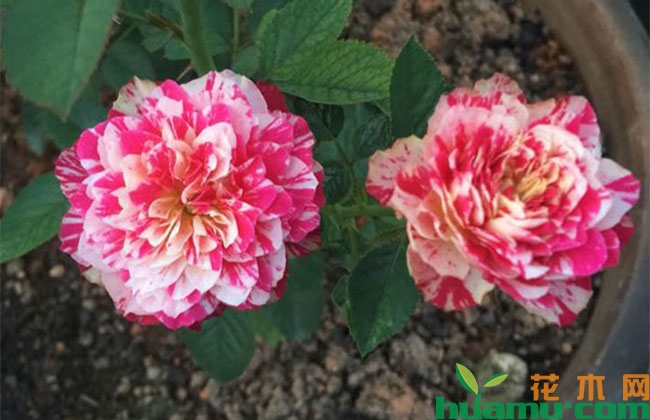 狂欢派对月季花期有多长? 狂欢派对月季花期有多长?
