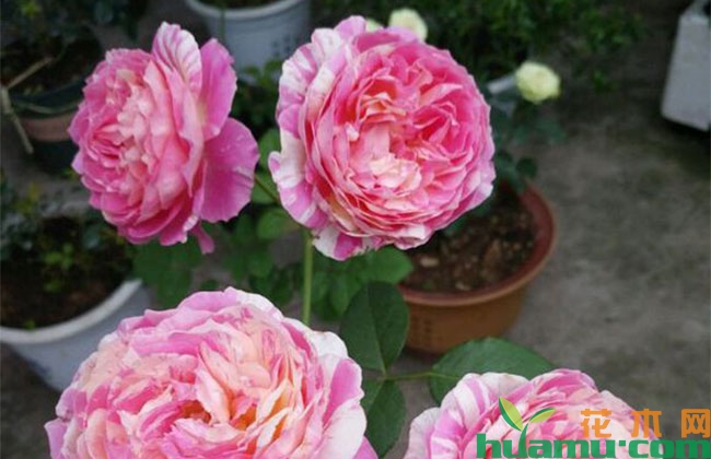 狂欢派对月季花期有多长? 狂欢派对月季花期有多长?