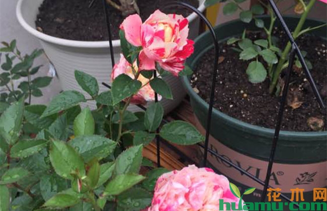 狂欢派对月季花期有多长? 狂欢派对月季花期有多长?