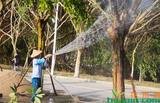 每次打药都加叶面肥?叶肥不能滥用! 每次打药都加叶面肥?叶肥不能滥用!