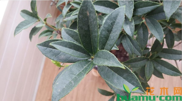 盆栽桂花的养殖方法