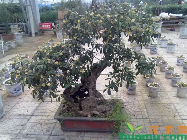 盆栽桂花