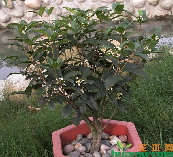盆栽桂花