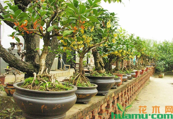 盆栽桂花树怎么养才能开花？
