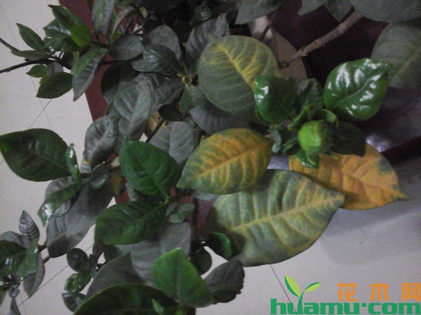 栀子花掉花苞怎么办？
