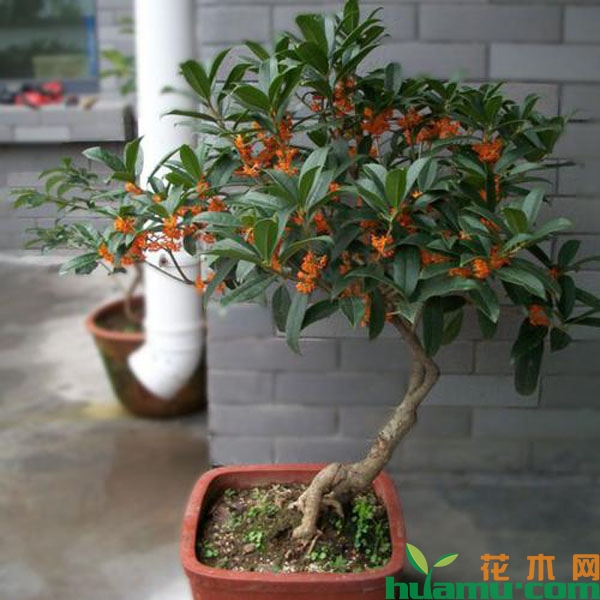 盆栽桂花树