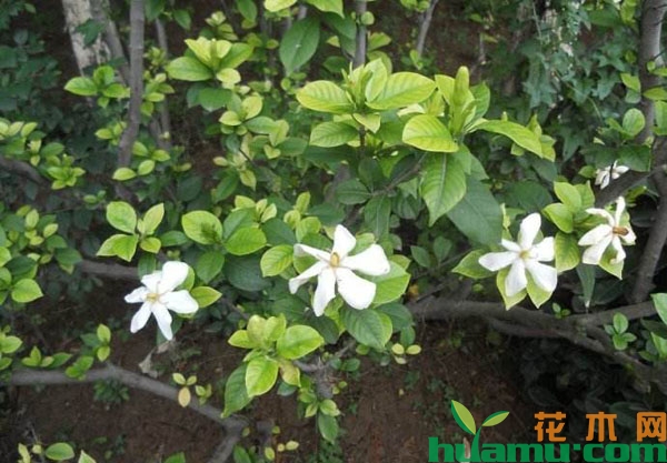 栀子花