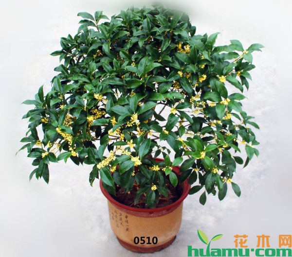 盆栽桂花树