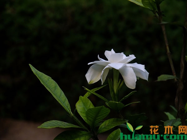 栀子花突然掉花苞是什么原因？