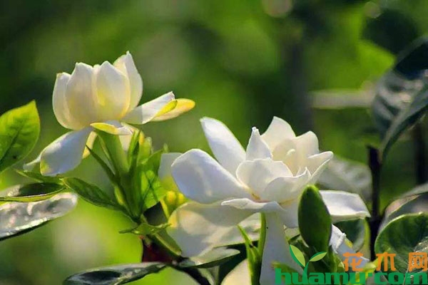 栀子花