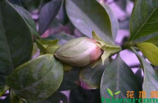栀子花的花苞