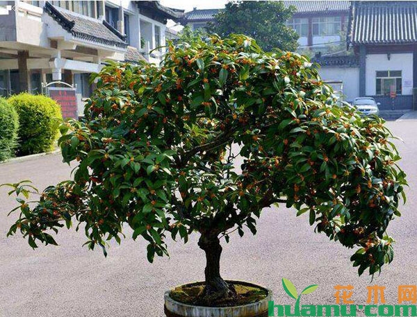 盆栽桂花树