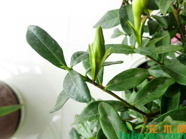 栀子花盆栽