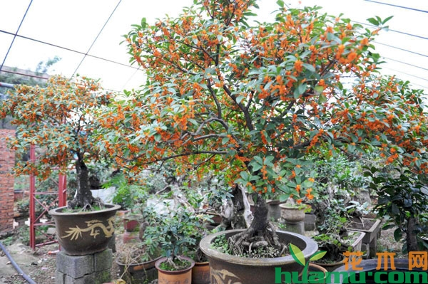 盆栽桂花树