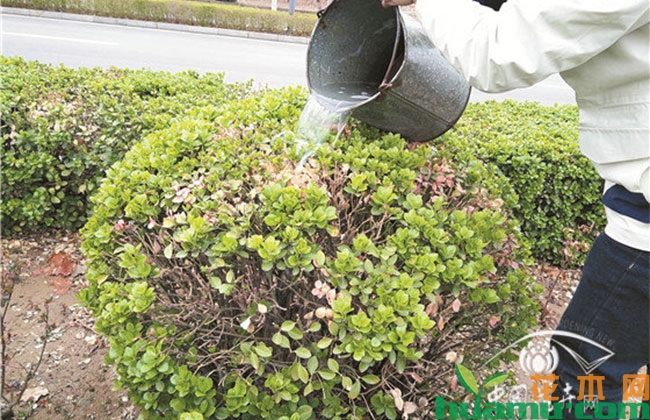 卫矛突然死亡的原因？如何防治？