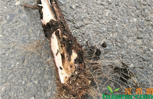 卫矛突然死亡的原因?如何防治? 卫矛突然死亡的原因?如何防治?