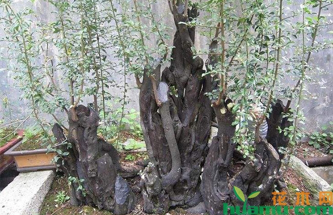 金弹子老桩