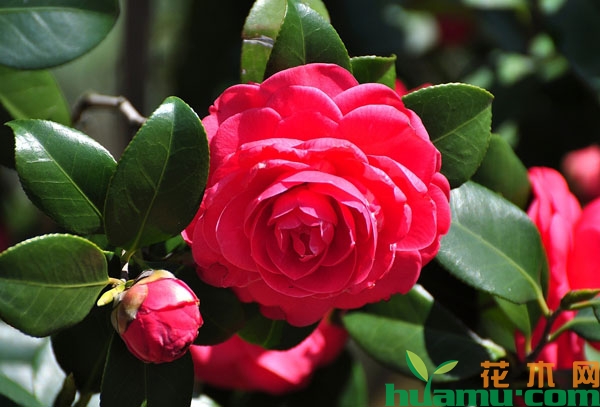 茶花