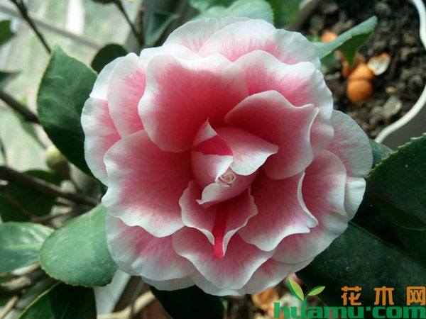 茶花