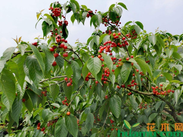 樱桃树采摘后管理