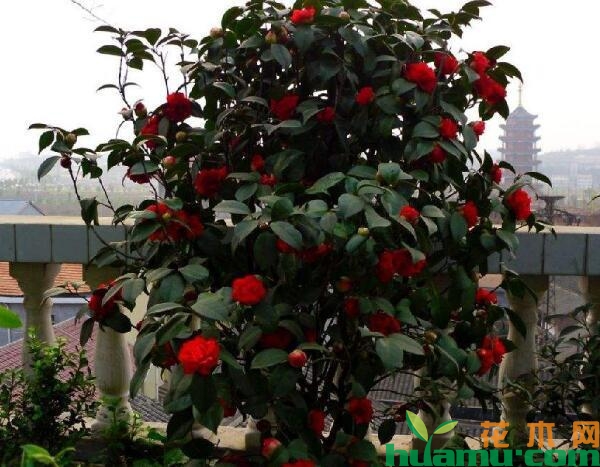 茶花