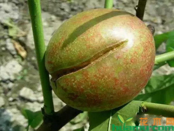 油桃