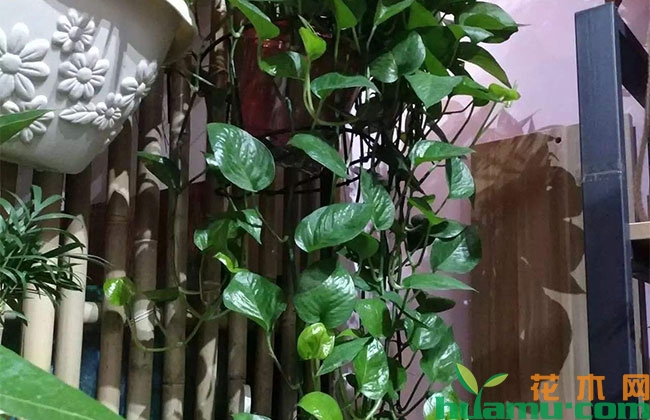 绿萝长势不好怎么办?这样浇水很快恢复! 绿萝长势不好怎么办?这样浇水很快恢复!