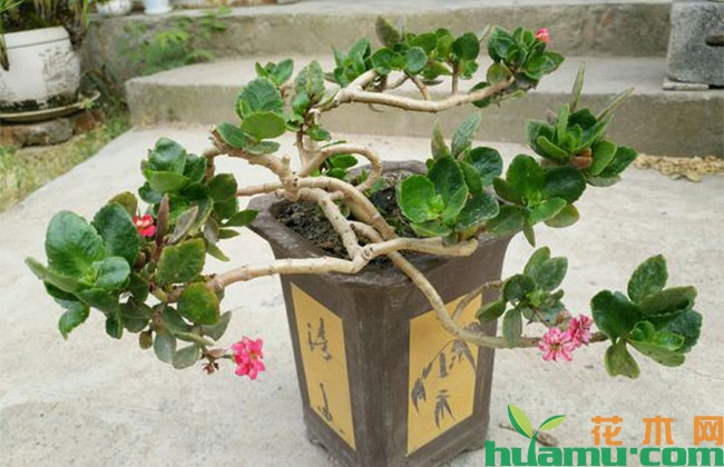 长寿花老桩盆景怎么修剪? 长寿花老桩盆景怎么修剪?