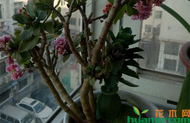 长寿花小苗变老桩怎么养?