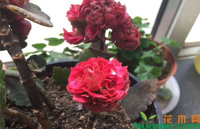 长寿花老桩盆景怎么修剪? 长寿花老桩盆景怎么修剪?