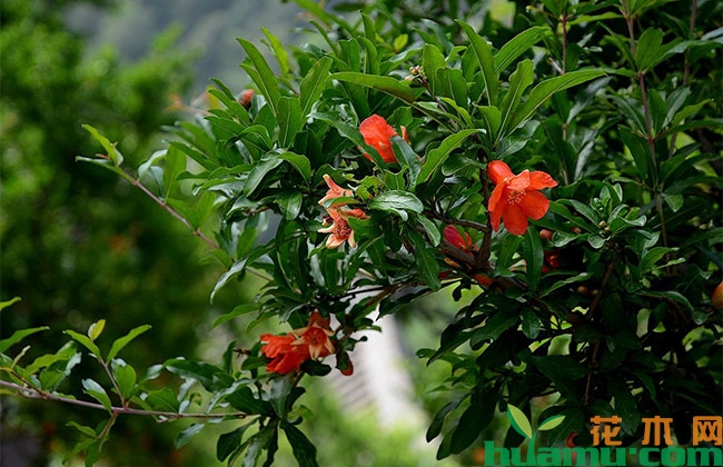 石榴树种植要点,光照施肥浇水缺一不可 石榴树种植要点,光照施肥浇水缺一不可