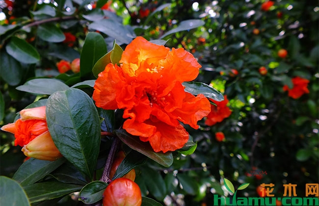 石榴树种植要点,光照施肥浇水缺一不可 石榴树种植要点,光照施肥浇水缺一不可