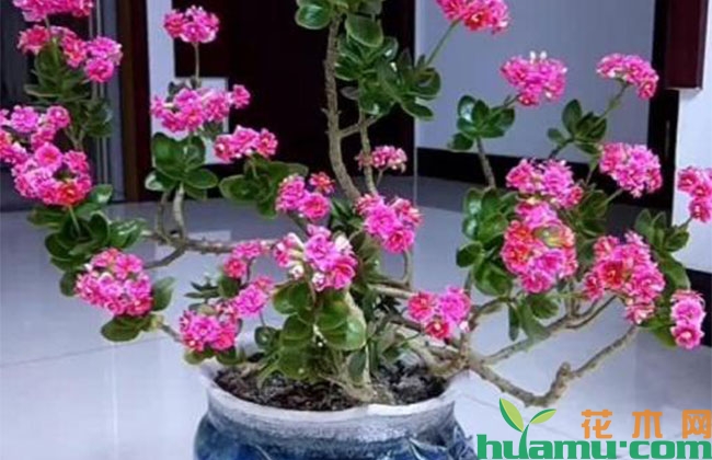 长寿花小苗变老桩怎么养? 长寿花小苗变老桩怎么养?