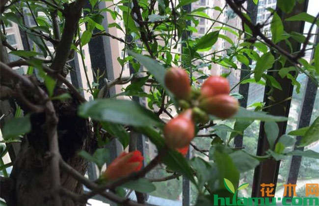 石榴树种植要点,光照施肥浇水缺一不可 石榴树种植要点,光照施肥浇水缺一不可