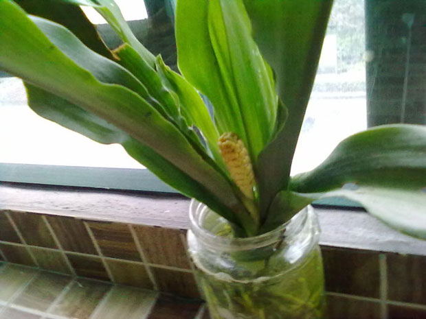 万年青开花吗？万年青开花的风水意义？