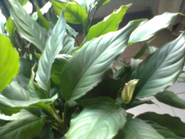 万年青开花10.jpg