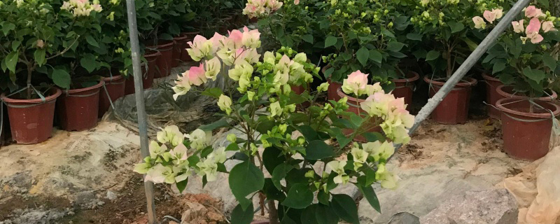 春季盆花养护有妙招，做对了能节约一半成本！