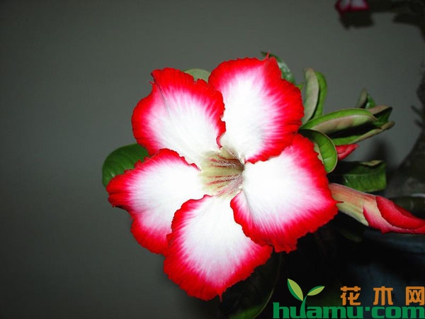 沙漠玫瑰