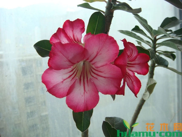 沙漠玫瑰